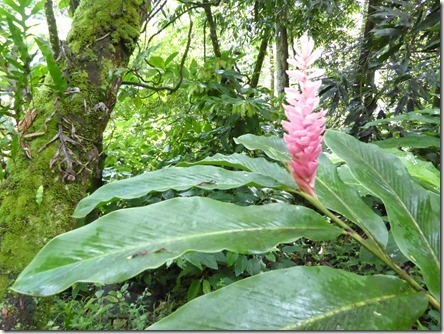 P1040006_thumb1_thumb