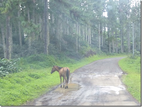 Horses do walk on water here.......