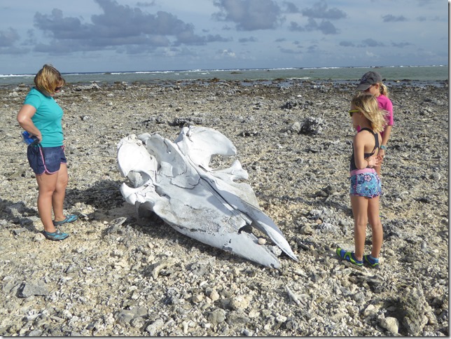 A whale's skull