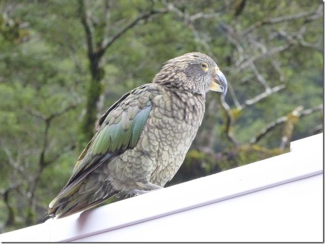 Milford Sound and Surroundings