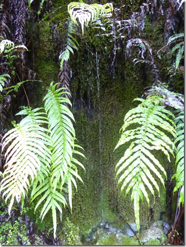 Fox Glacier and the West Coast of S Island