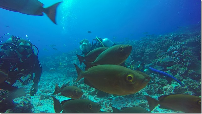 Fakarava Diving