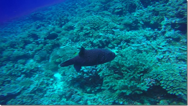 Fakarava Diving