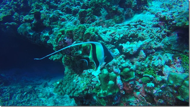 Fakarava Diving