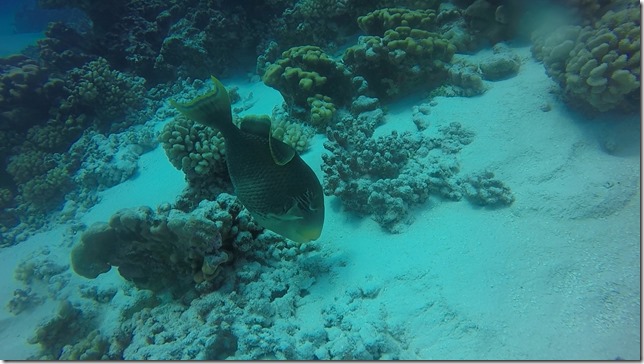Fakarava Diving