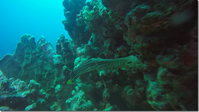 Fakarava Diving