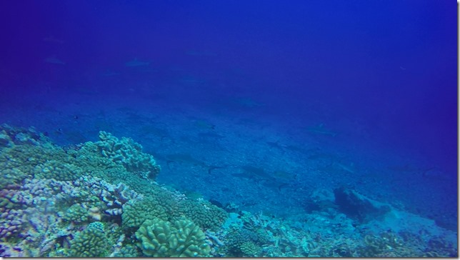 Fakarava Diving