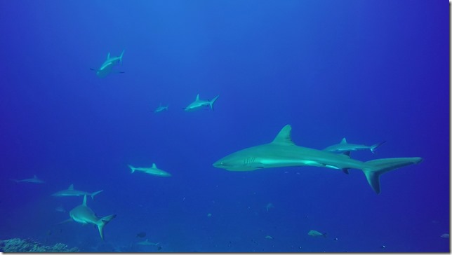 Grey coming for a look