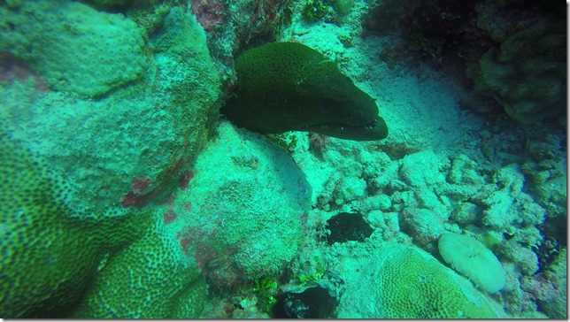 Moray Eel at Anse Amyot