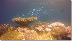 A return to Paradise, diving in Viani Bay and an aborted sail to Nadi