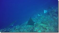 A return to Paradise, diving in Viani Bay and an aborted sail to Nadi