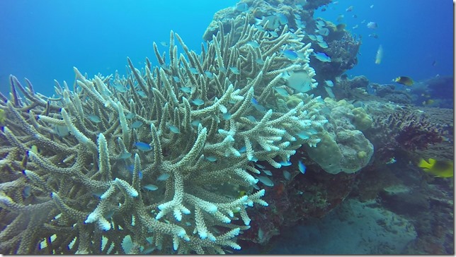 The Return of Taia - Fiji