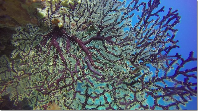 The Return of Taia - Fiji